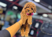 Toy Poodle Bebeklerim